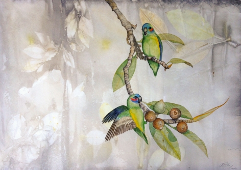 Anne Leon Coxen’s Fig-Parrot Watercolour on Plant-dyed paper ​2016